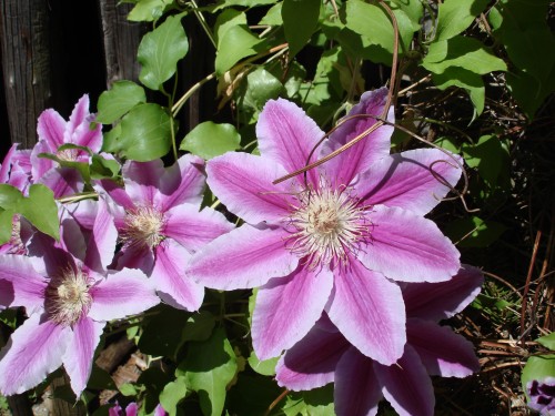 Clematis x jackmannii (Clematită)